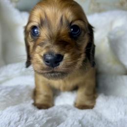 Dachshund Puppies from Long_and_Low_Dachshunds