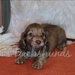 Twila - Brindle female Dachshund puppy in Foreman, Arkansas from Nelson's Dachshunds