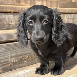 Sarah - Black female Dachshund puppy in Muldrow, Oklahoma from Sassy Sausage Dogs