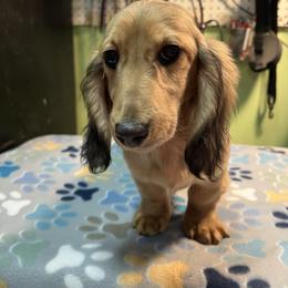 Addie - Cream female Dachshund puppy in Hebron, Indiana from MCS Dachshunds