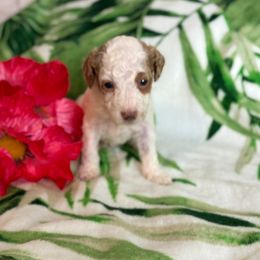 Butterfly - White female Cavapoo puppy in Atlantic County, New Jersey from Sweet Doodles and Poos