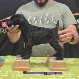 Purple - Black female Kerry Blue Terrier puppy in Waddell, Arizona from Lighthouse Kerry Blue Terriers