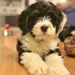 Bernedoodle Puppies from Natchez Trace Doodles