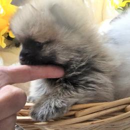 Pomsky Puppies from Amazing High Desert Pomskys