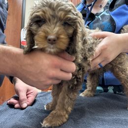 Bernedoodle, Cockapoo, and Goldendoodle Puppies from Avery Doodle Day LLC