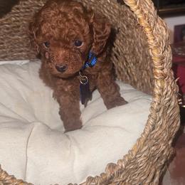 Noah - Red  male Poodle puppy in Okc, Oklahoma from Designer Poos By Diva