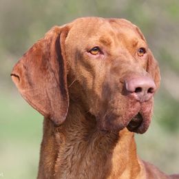 Huba - Vizsla