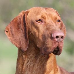 Huba - Vizsla
