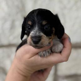 Mirabel - Piebald female Dachshund puppy in Troup, Texas from East Texas Dachshunds