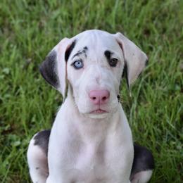Harlequin show marked - Harlequin female Great Dane puppy in Golconda, Illinois from Breken Great Danes