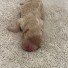 Monroe - Cream Cockapoo puppy in Tampa, Florida from Designer Puppy Boutique