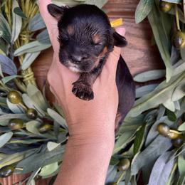 Girl 2 - Tri-color female Bernedoodle puppy in Superior, Arizona from Mountain Bridge Doodles