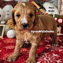 Max - Red  male Goldendoodle puppy in Peytno, Colorado from Grace N Faith Doodles