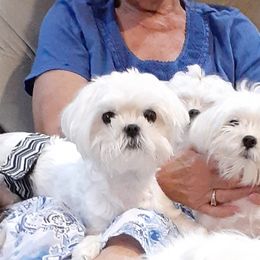 Maltese All Grown Up from Cher Chien Maltese