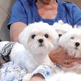 Maltese All Grown Up from Cher Chien Maltese