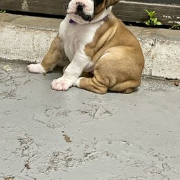 Boxer Puppies from Martinez Boxers of Central Florida