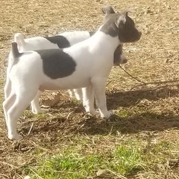 Rat Terrier Puppies from Live Wire Rat Terriers