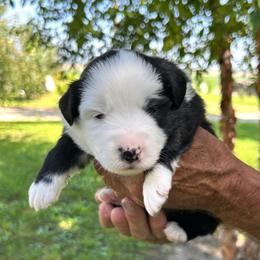 Walker - Black male Toy Australian Shepherd puppy in Bristow, Iowa from Pine Ridge Toy and Mini Aussies
