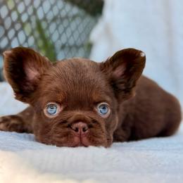 Blue collar - Liver male French Bulldog puppy in Jefferson City, Missouri from Central Frenchie Haven