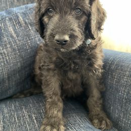 Havanese, Poodle, and Sheepadoodle Puppies from KK's Doodles and Havanese