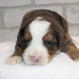 Male 2 - Blue merle male Bernedoodle puppy in Belgreen, Alabama from Scott’s Farm Poodles and Doodles