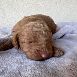 Cedar - Red  male Poodle puppy in Tucson, Arizona from Desert Doodles + Poodles