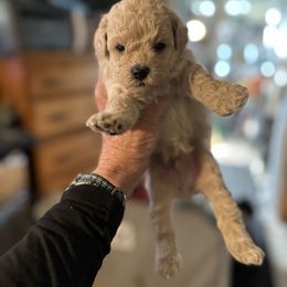 Australian Labradoodle Puppies from Tiny Treasures Australian Labradoodles