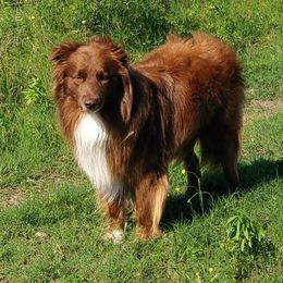 Moon - Australian Shepherd