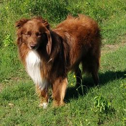 Moon - Australian Shepherd