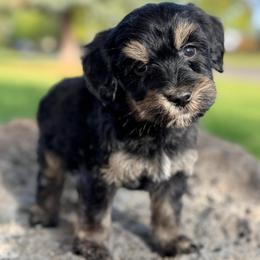 Texas1 (Red) - male Golden Mountain Doodle puppy in Twin Falls, Idaho from Magic Valley Family Doodles