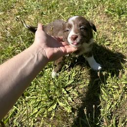 Border Collie Puppies from Athena’s Collies