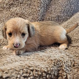 Muffin - Brown female Poodle puppy in Laton, California from McMillan Family Kennels