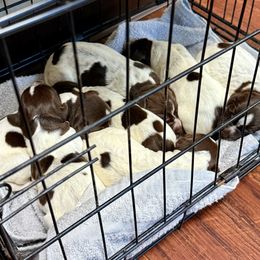 Timber - Brown and gray female Wirehaired Pointing Griffon puppy in Shelbyville, Texas from AndersonK9Kennels Bayou Beards