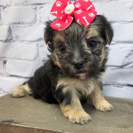 Misty - Black & tan tri-color female Morkie puppy in Monticello, Iowa from Ashley’s Puppies