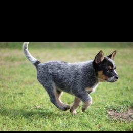 Queen Girl 2 - Blue speckled female Australian Cattle Dog puppy in Monroe, Louisiana from The Sweet Kennels