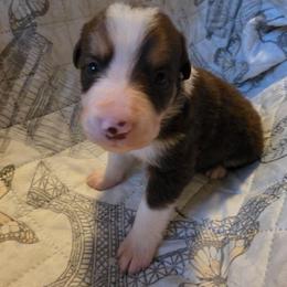 Valor - Tri-color male Border Collie puppy in Watsontown, Pennsylvania from Kate Gresham