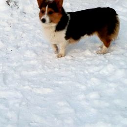 Pembroke Welsh Corgi All Grown Up from Pembroken Arrow Welsh Corgis