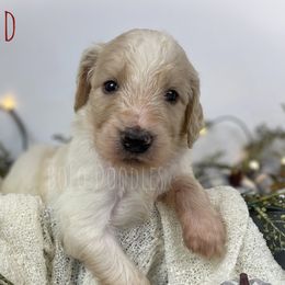 Little Boy Red - Parti Assorted Doodle Crosses puppy in Clinton, Montana from BoLo Doodles