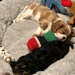 Cavalier King Charles Spaniels from DunEakins Cavaliers