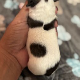 Louie - Black and white male Shih Tzu puppy in Ocala, Florida from Yorkie  And Shih Tzu Love