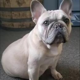 French Bulldog Puppies from Jessicah's Frenchies Howell Michigan