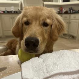 Frappe - Golden Retriever puppy in La Porte, Texas from Sunbuilt Retrievers