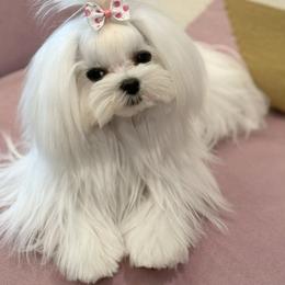 Maltese Puppies from Made to Love Maltese LLC