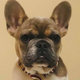 French Bulldogs from Fond of Frenchies