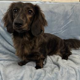 Poet - Dachshund
