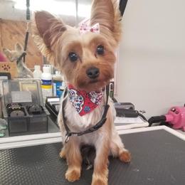 Lina - Yorkshire Terrier