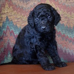 Australian Labradoodle Puppies from Rocky Mountain Labradoodles
