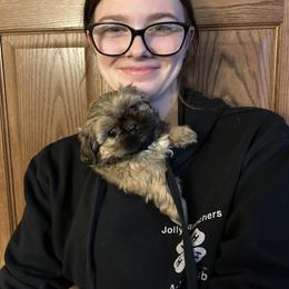 Shih Tzu Puppies from D’s Shih Tzu