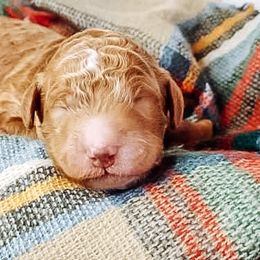 Labradoodle and Poodle Puppies from Lake City Poodles & Doodles
