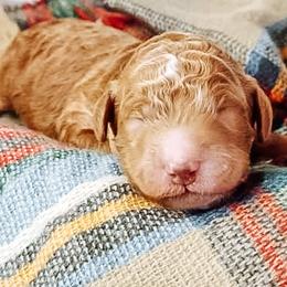 Labradoodle and Poodle Puppies from Lake City Poodles & Doodles